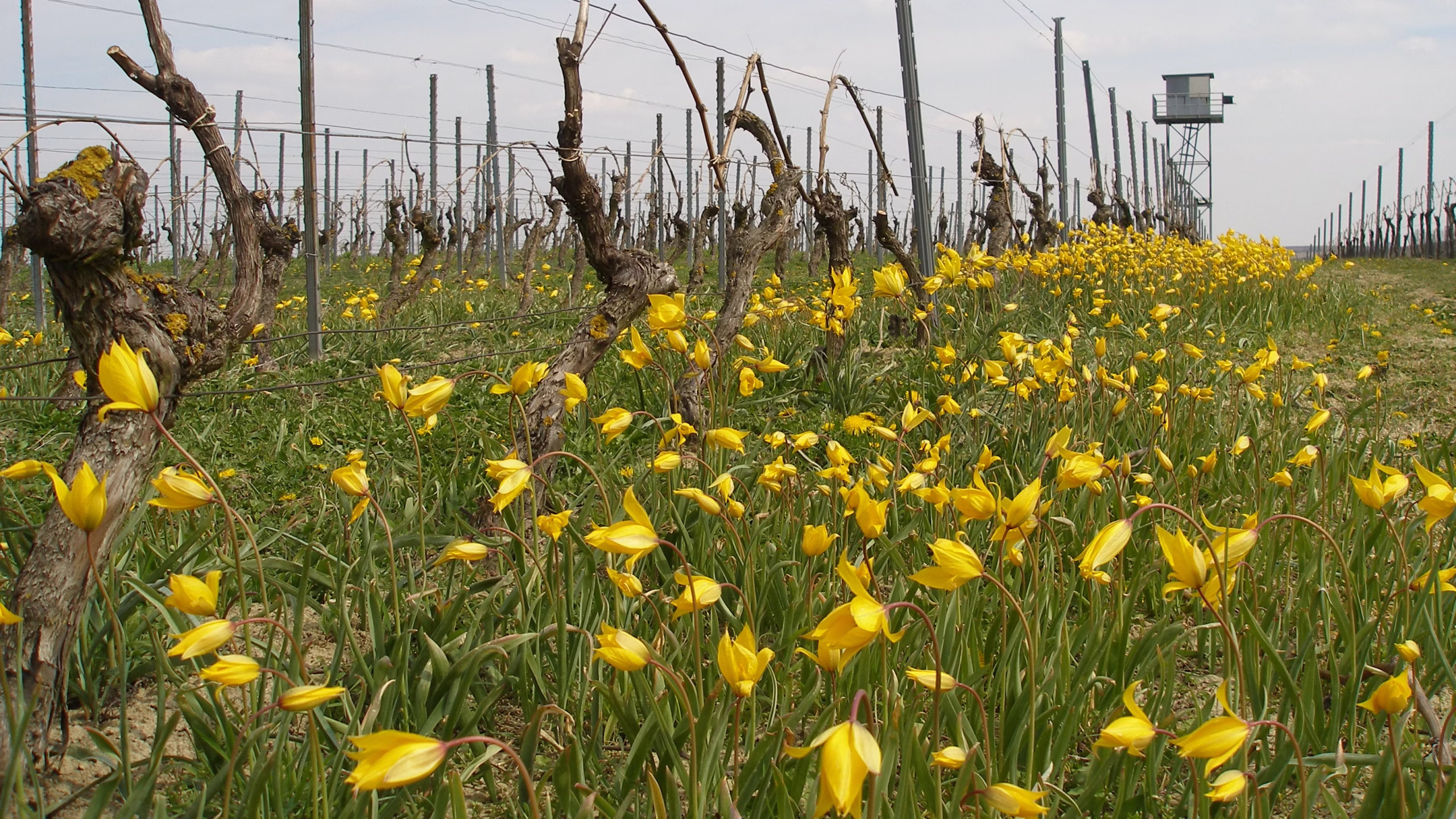 Wildtulpen Gau-Odernheim